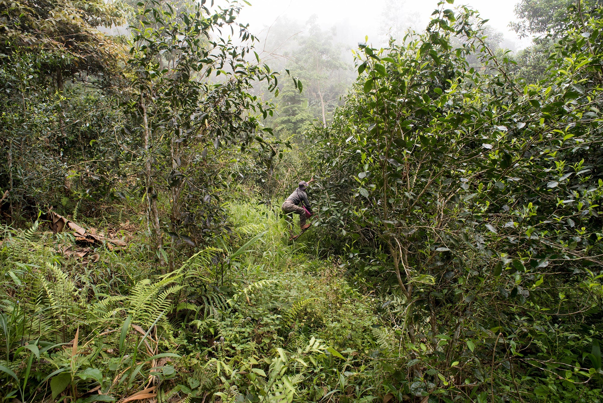 Thés du Laos