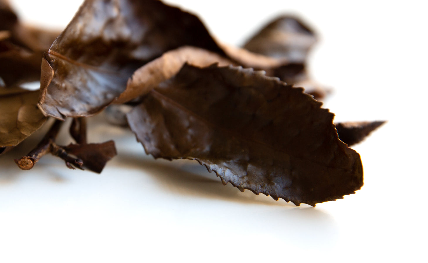 Thé ambré - Les Landes Vivantes