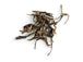 Pu er raw Sheng from Nyot Ou forest