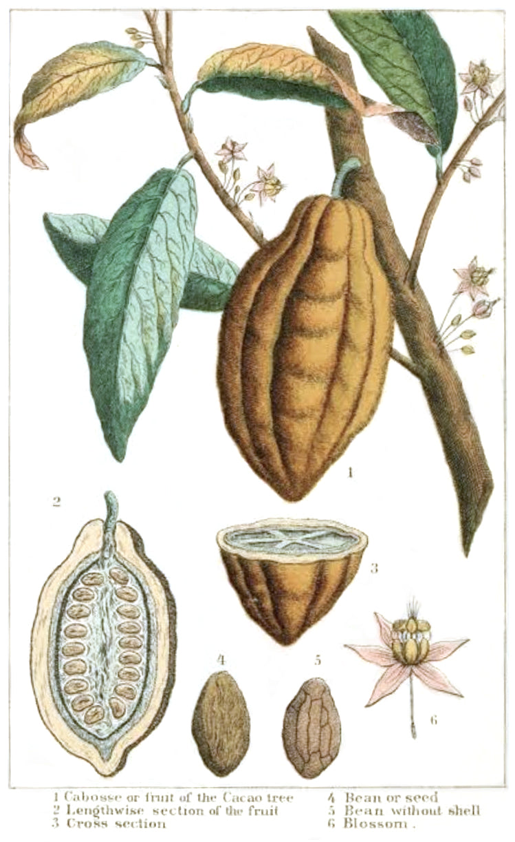 Cocoa shells