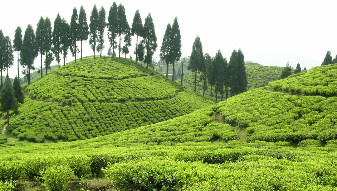 Gopaldhara Tea Estate