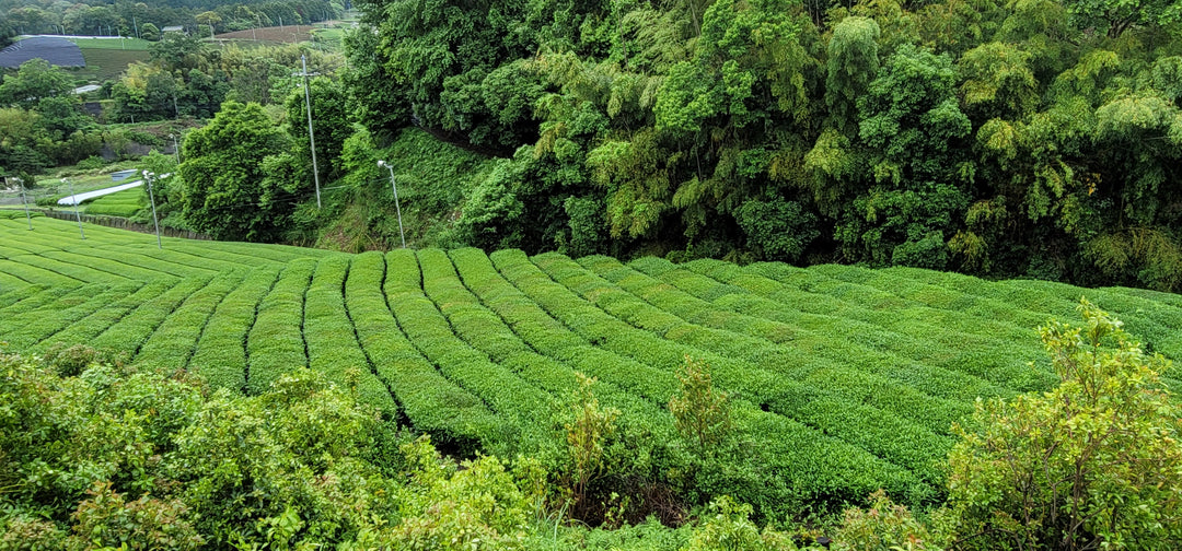 Azuma Tea Farm