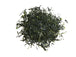 Sencha Asanoka