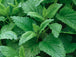 Sencha Yuzu &amp; Lemon Balm