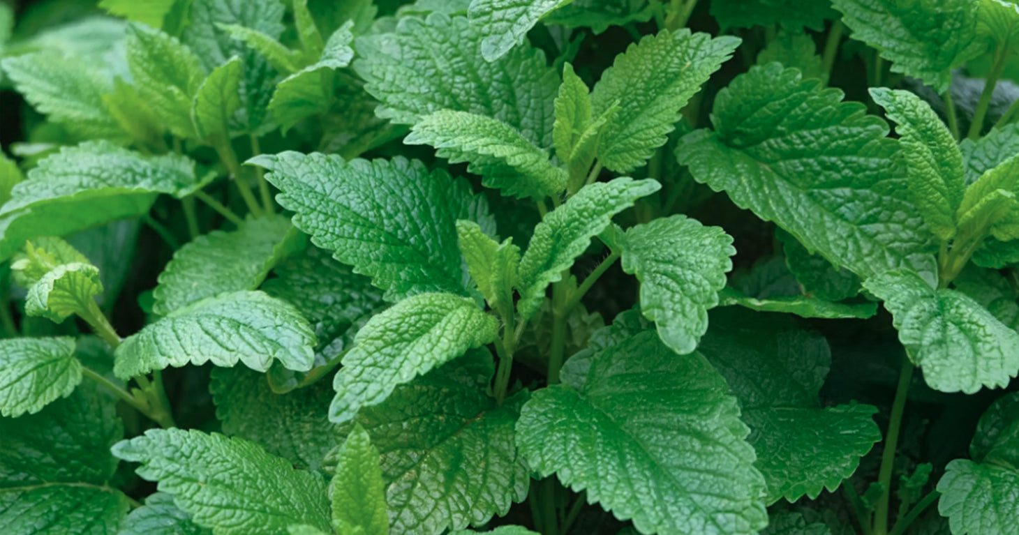 Sencha Yuzu & Lemon Balm