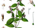 Menthe Poivrée