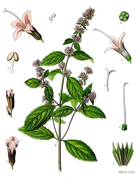 Menthe Poivrée
