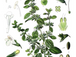 Sencha Yuzu &amp; Lemon Balm