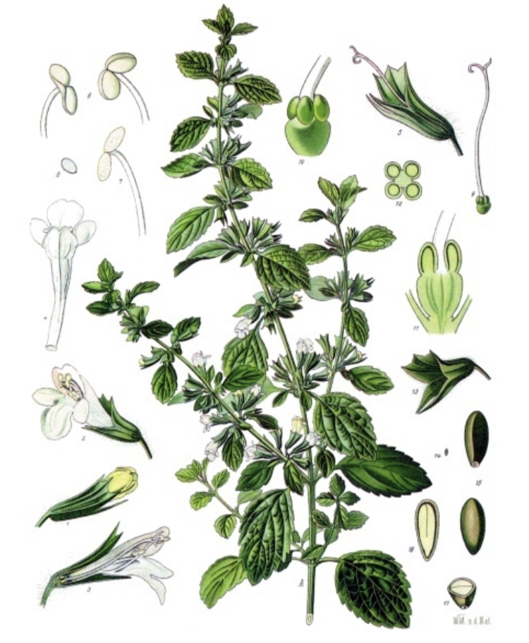 Sencha Yuzu & Lemon Balm