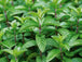 Menthe Poivrée