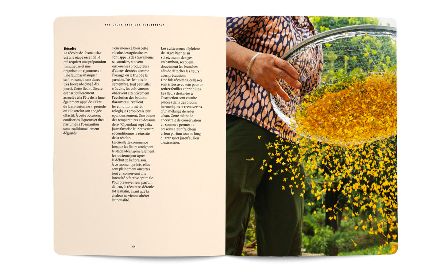 Osmanthus