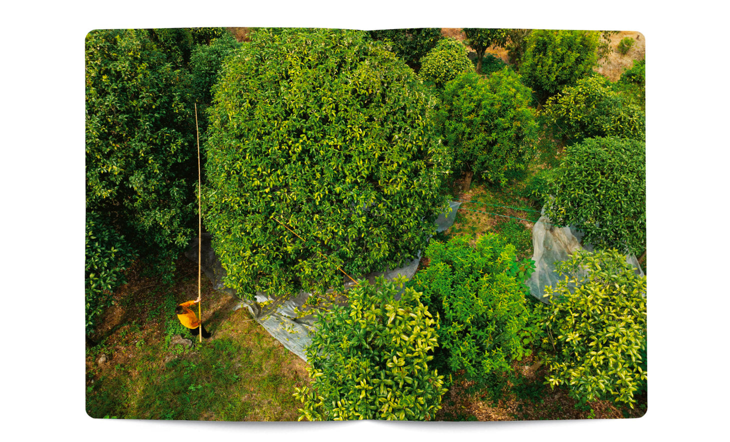 Osmanthus
