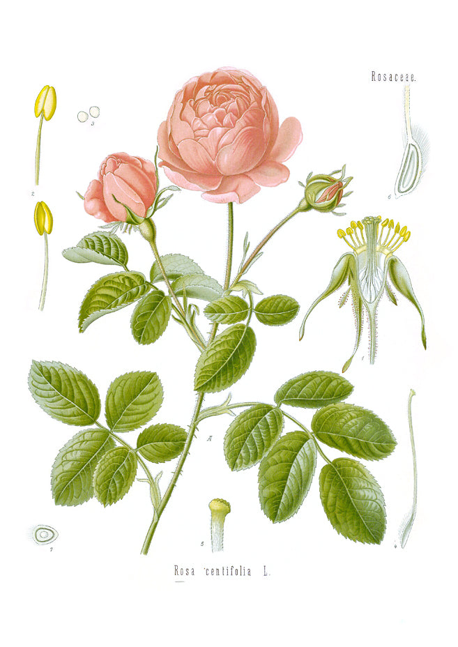Rose Nepal